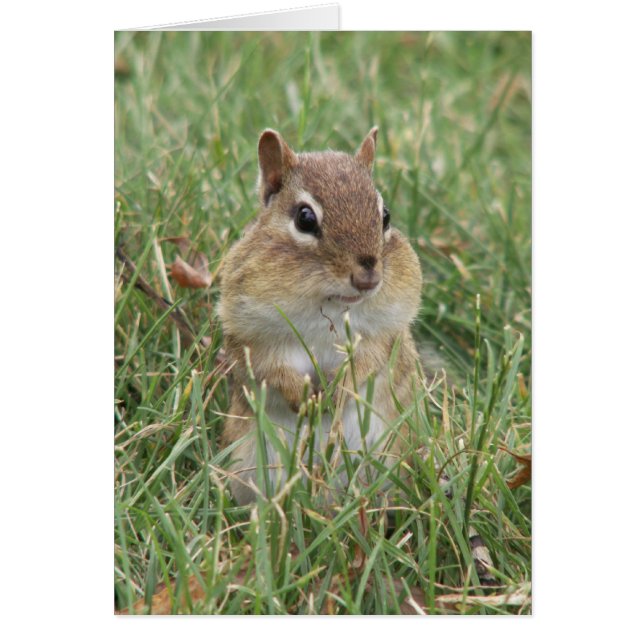 Chipmunk Cheeks Card (Voorkant)