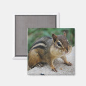 Chipmunk Cheeks Magneet (Voorkant / Achterkant)