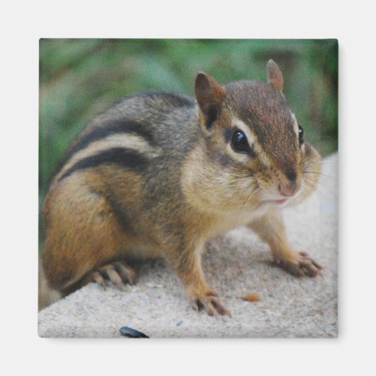 Chipmunk Cheeks Magneet (Voorkant)