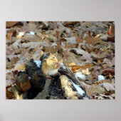 Chipmunk Cheeks Natuur Poster (Voorkant)