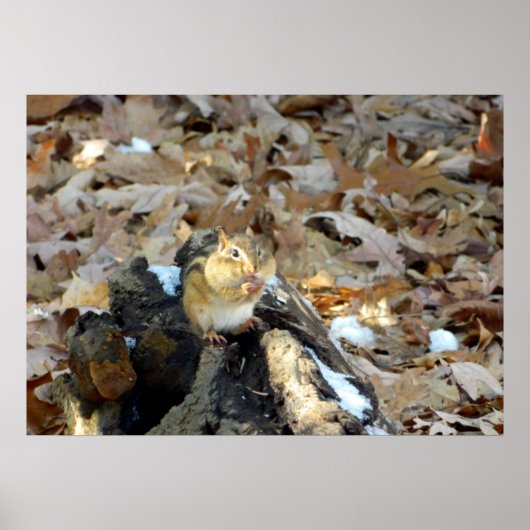 Chipmunk Cheeks Natuur Poster (Voorkant)