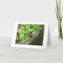 Chipmunk, de botanische tuin van New York