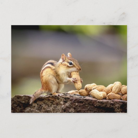 Chipmunk die een pinda eet briefkaart (Voorkant)