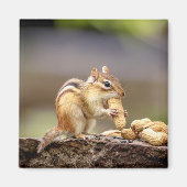 Chipmunk die een pinda eet magneet (Voorkant)