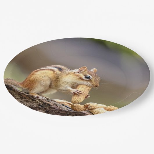 Chipmunk die een pinda eet papieren bordje (Gekanteld)