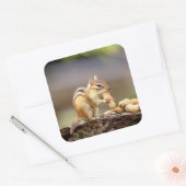 Chipmunk die een pinda eet vierkante sticker (Envelop)