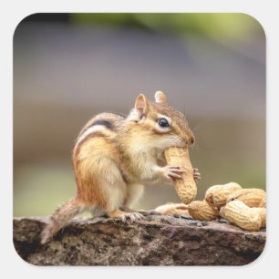 Chipmunk die een pinda eet vierkante sticker