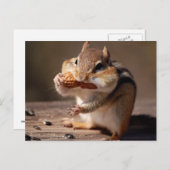 Chipmunk die zijn gezicht bestudeert briefkaart (Voorkant / Achterkant)
