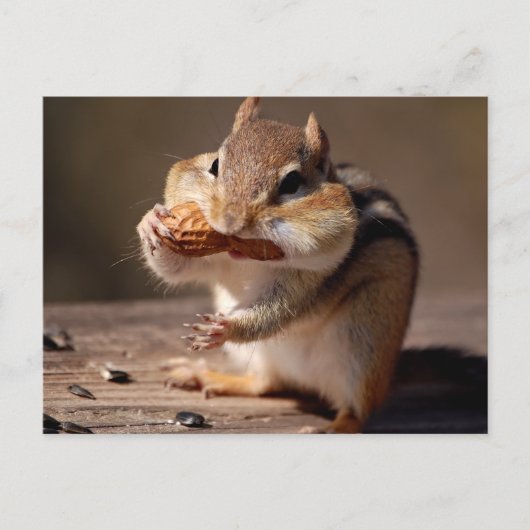 Chipmunk die zijn gezicht bestudeert briefkaart (Voorkant)