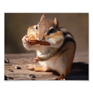 Chipmunk die zijn gezicht bestudeert foto afdruk