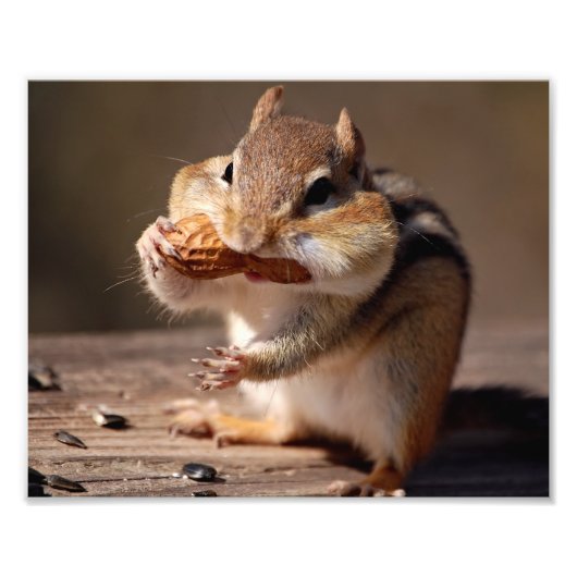 Chipmunk die zijn gezicht bestudeert foto afdruk (Voorkant)