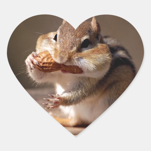 Chipmunk die zijn gezicht bestudeert hart sticker (Voorkant)