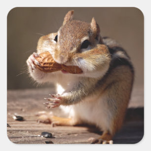 Chipmunk die zijn gezicht bestudeert vierkante sticker