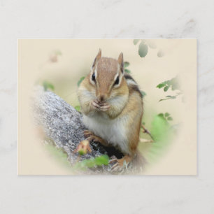 Chipmunk Eating Briefkaart