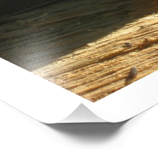 Chipmunk Eating Seeds Foto Afdruk (Hoek)