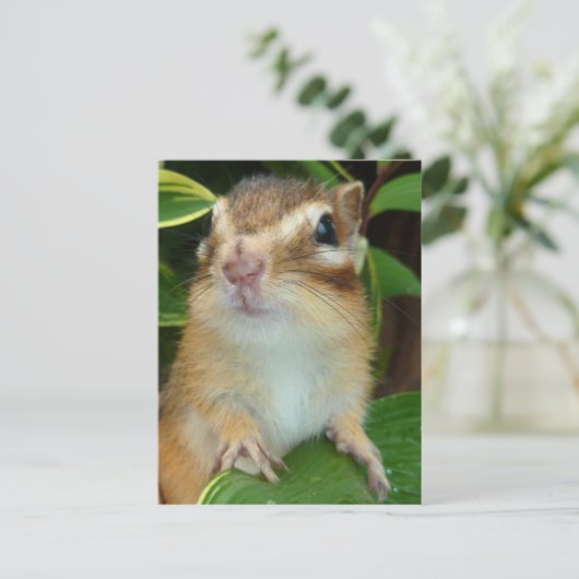 Chipmunk foto (20-2) briefkaart (Staand voorkant)
