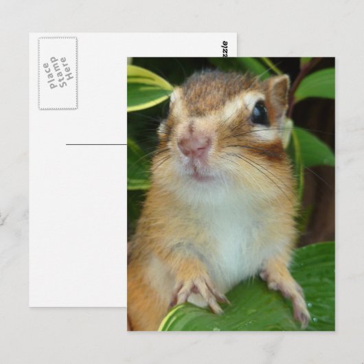 Chipmunk foto (20-2) briefkaart (Voorkant / Achterkant)