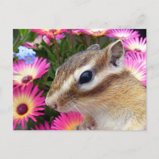 Chipmunk foto (30-13) briefkaart (Voorkant)