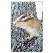 Chipmunk foto (4) kalender (Hoes)