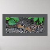 Chipmunk Foto Poster (Voorkant)