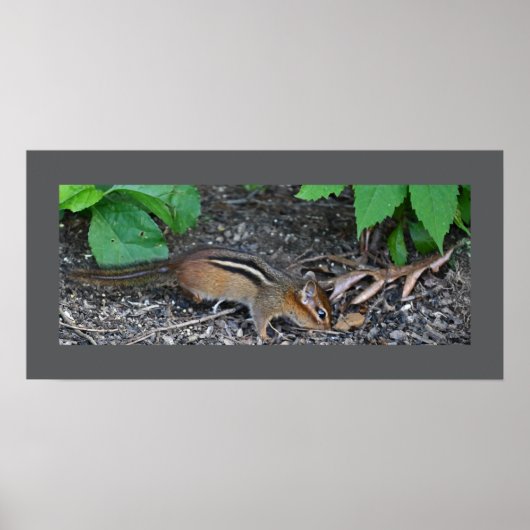 Chipmunk Foto Poster (Voorkant)