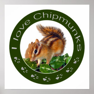 Chipmunk foto poster