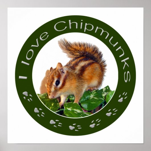 Chipmunk foto poster (Voorkant)