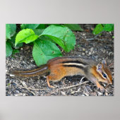 Chipmunk Foto Poster (Voorkant)