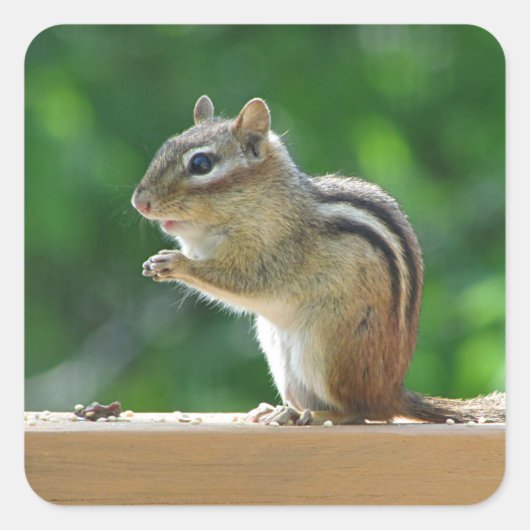Chipmunk foto vierkante sticker (Voorkant)