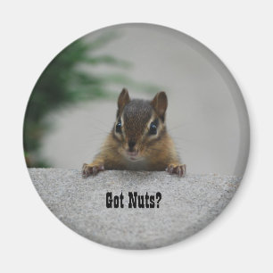 Chipmunk 'Got Nuts?' magneet