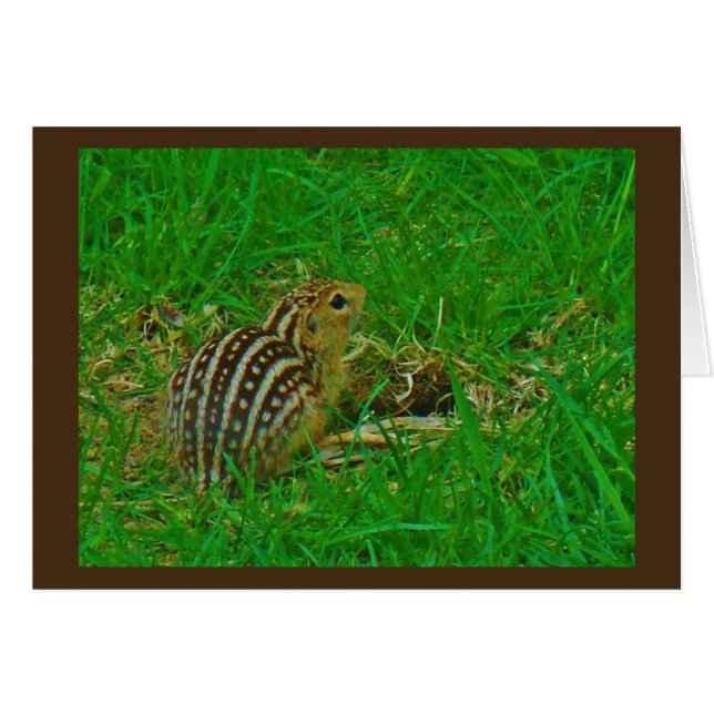 Chipmunk Hallo (Voorkant Horizontaal)