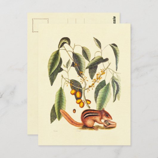  Chipmunk Illustratie Briefkaart (Voorkant / Achterkant)