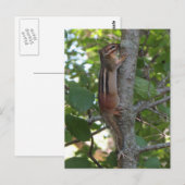Chipmunk in de Bossen Briefkaart (Voorkant / Achterkant)