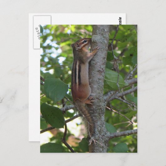 Chipmunk in de Bossen Briefkaart (Voorkant / Achterkant)