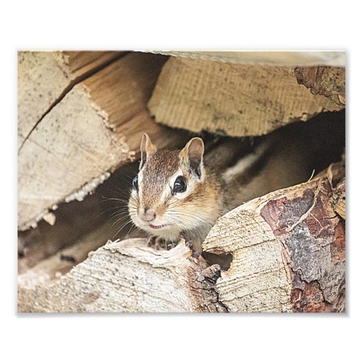 Chipmunk in een houten stapel foto afdruk (Voorkant)