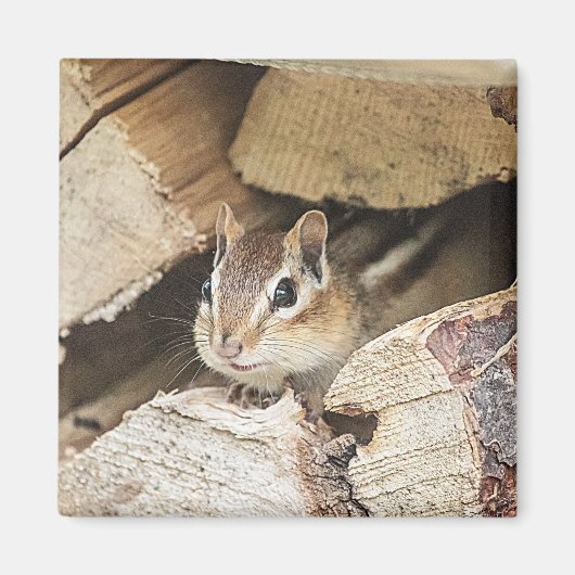 Chipmunk in een houten stapel magneet (Voorkant)