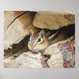 Chipmunk in een houten stapel poster