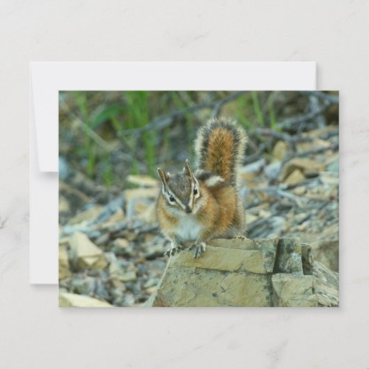 Chipmunk in Glacier National Park (Voorkant)