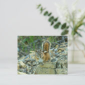 Chipmunk in Glacier National Park (Staand voorkant)