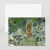 Chipmunk in Glacier National Park (Voorkant / Achterkant)