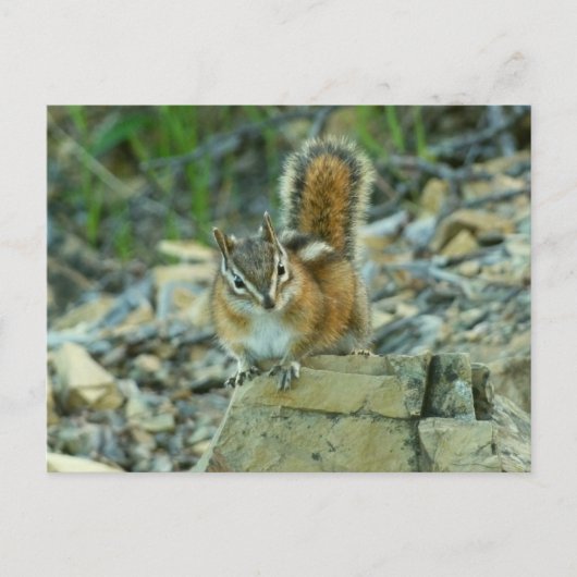 Chipmunk in Glacier National Park Briefkaart (Voorkant)