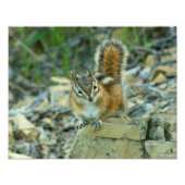Chipmunk in Glacier National Park Foto Afdruk (Voorkant)
