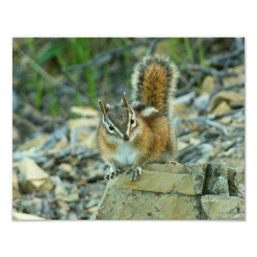 Chipmunk in Glacier National Park Foto Afdruk (Voorkant)