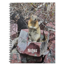 Chipmunk in Glacier National Park Foto