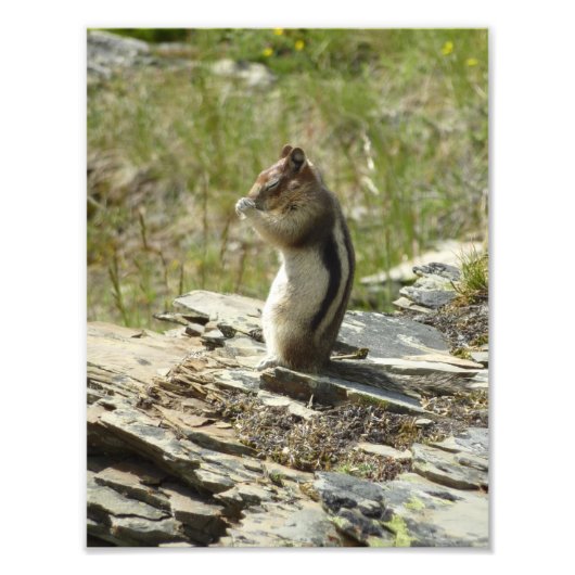 Chipmunk in Glacier National Park II Foto Afdruk (Voorkant)