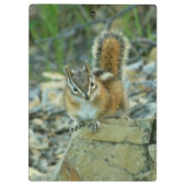 Chipmunk in Glacier National Park Klembord (Achterkant)