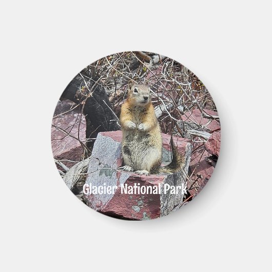 Chipmunk in Glacier National Park Magneet (Voorkant)