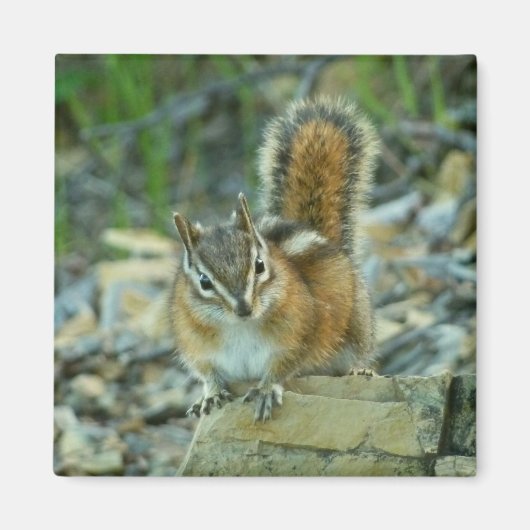 Chipmunk in Glacier National Park Magneet (Voorkant)