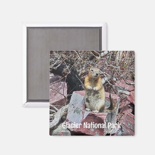 Chipmunk in Glacier National Park Magneet (Voorkant / Achterkant)