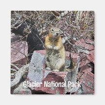 Chipmunk in Glacier National Park